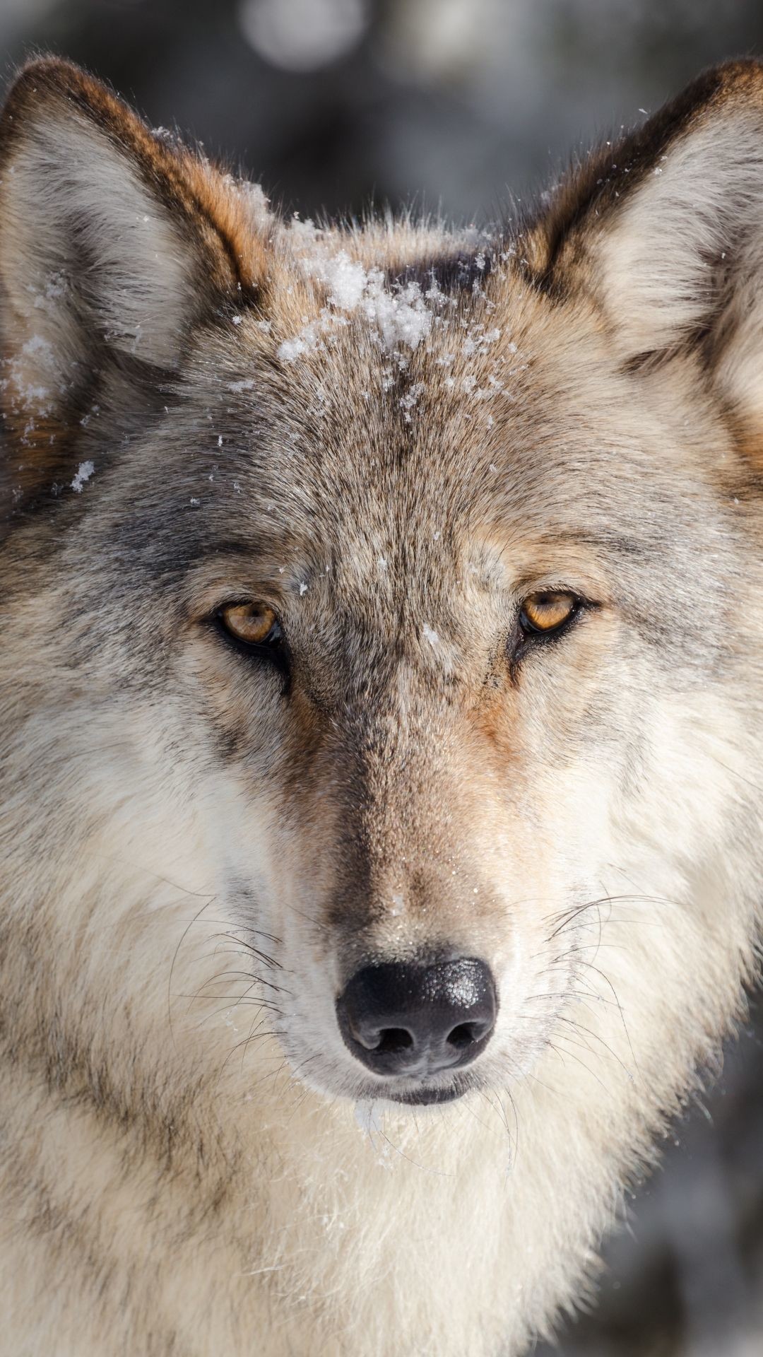 Animal / Wolf Mobile Wallpaper 
 Data-src /w/full/7/7/6/535354 - Eats Wolves - HD Wallpaper 