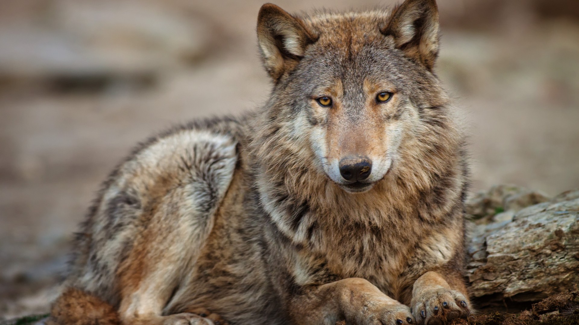 Старый Волк - HD Wallpaper 
