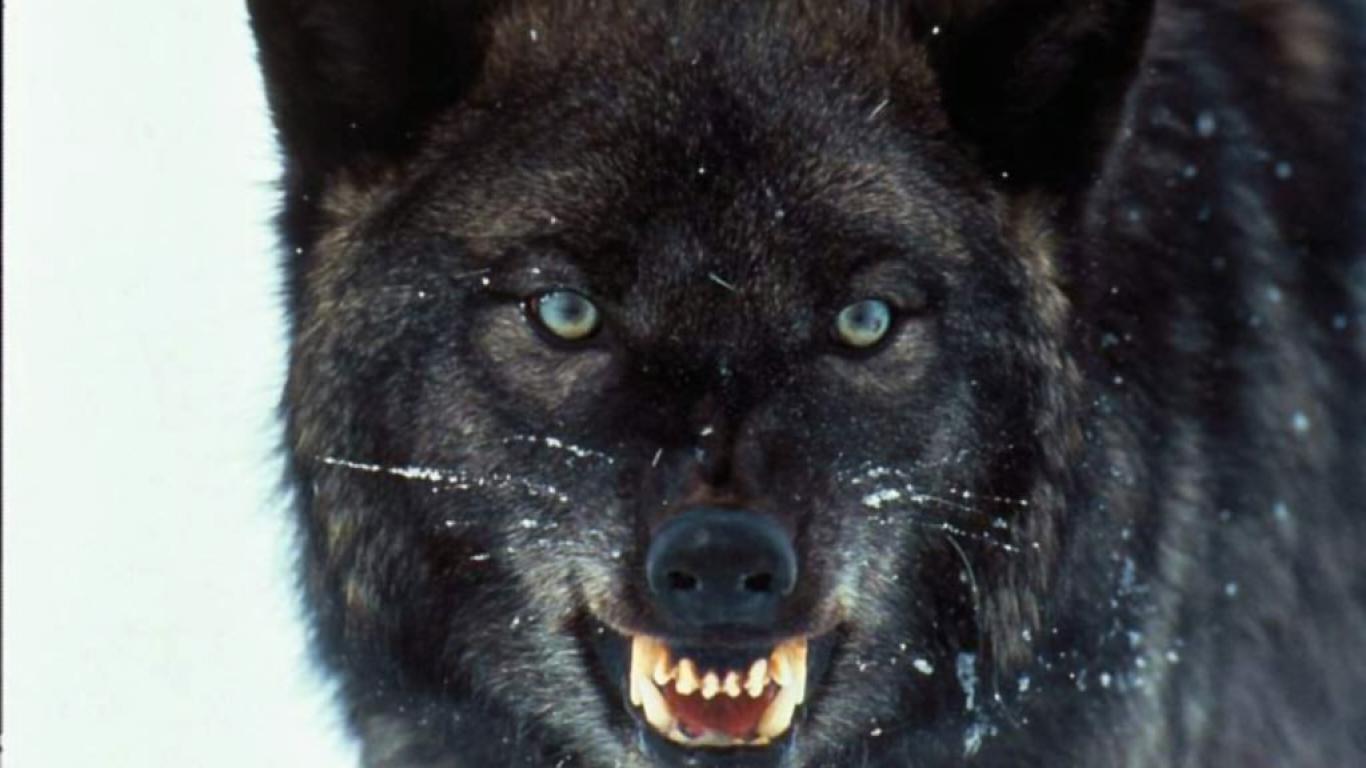 Black Big Wolf Angry - HD Wallpaper 