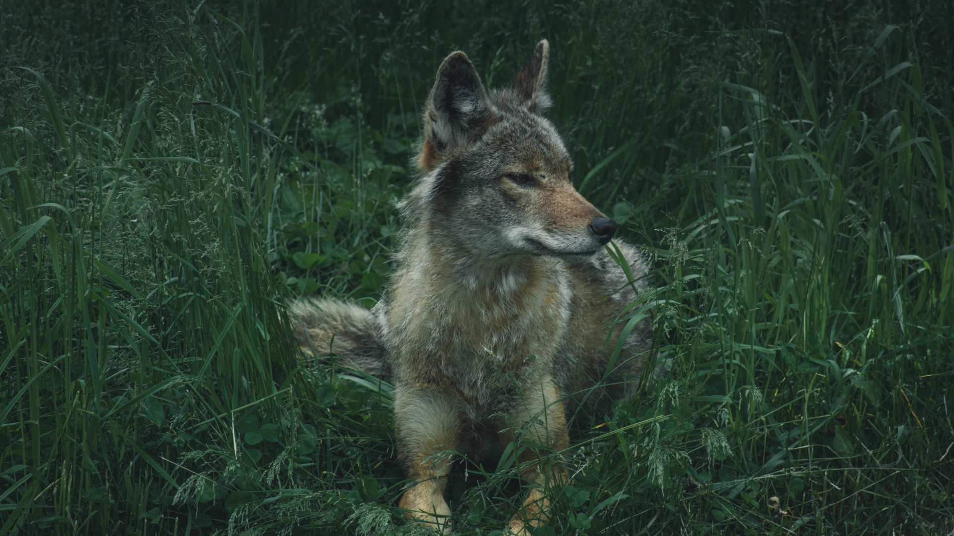 Wolf, Sit, Grass, Calm, Predator, Wallpaper - Wallpaper - HD Wallpaper 