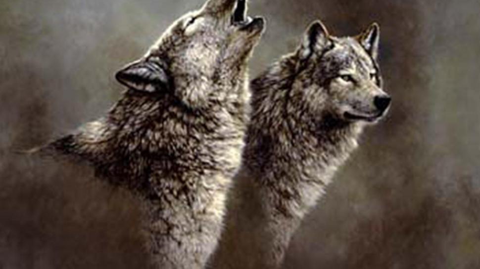 Wolf Song Wallpaper,animals Hd Wallpaper,fantasy Hd - Grey Wolf Wallpaper Howling - HD Wallpaper 