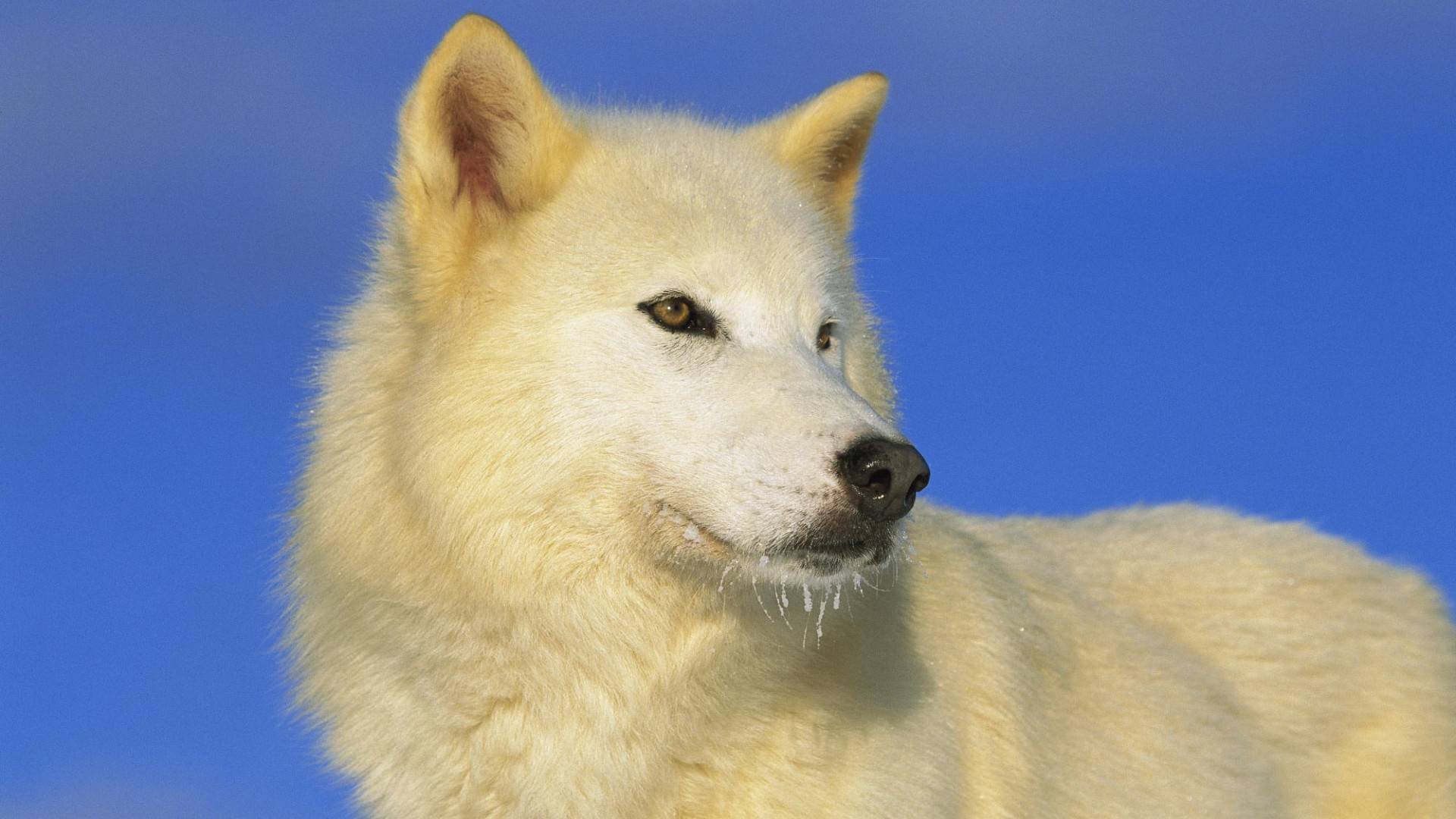 Arctic Wolf - HD Wallpaper 