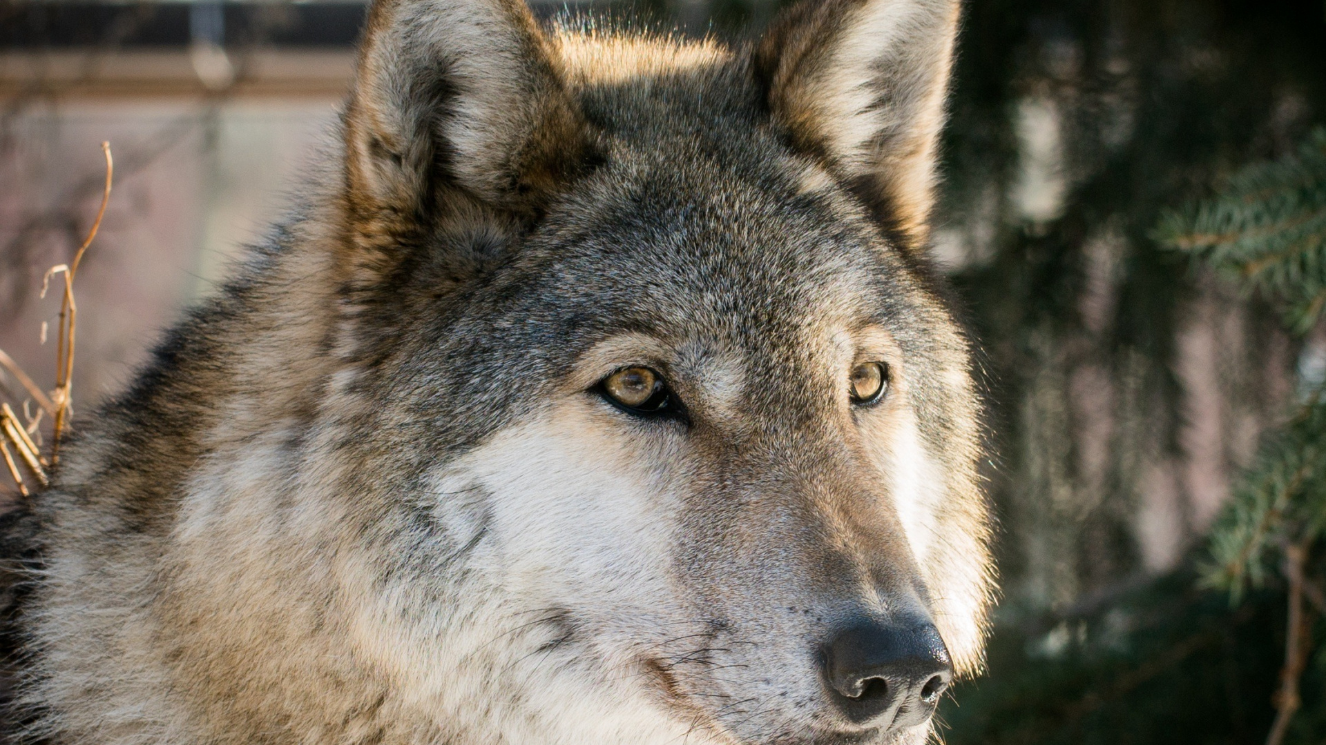 Wolf, The Predator, Muzzle, Wild, Wallpaper - Baby Pet Wolf - HD Wallpaper 