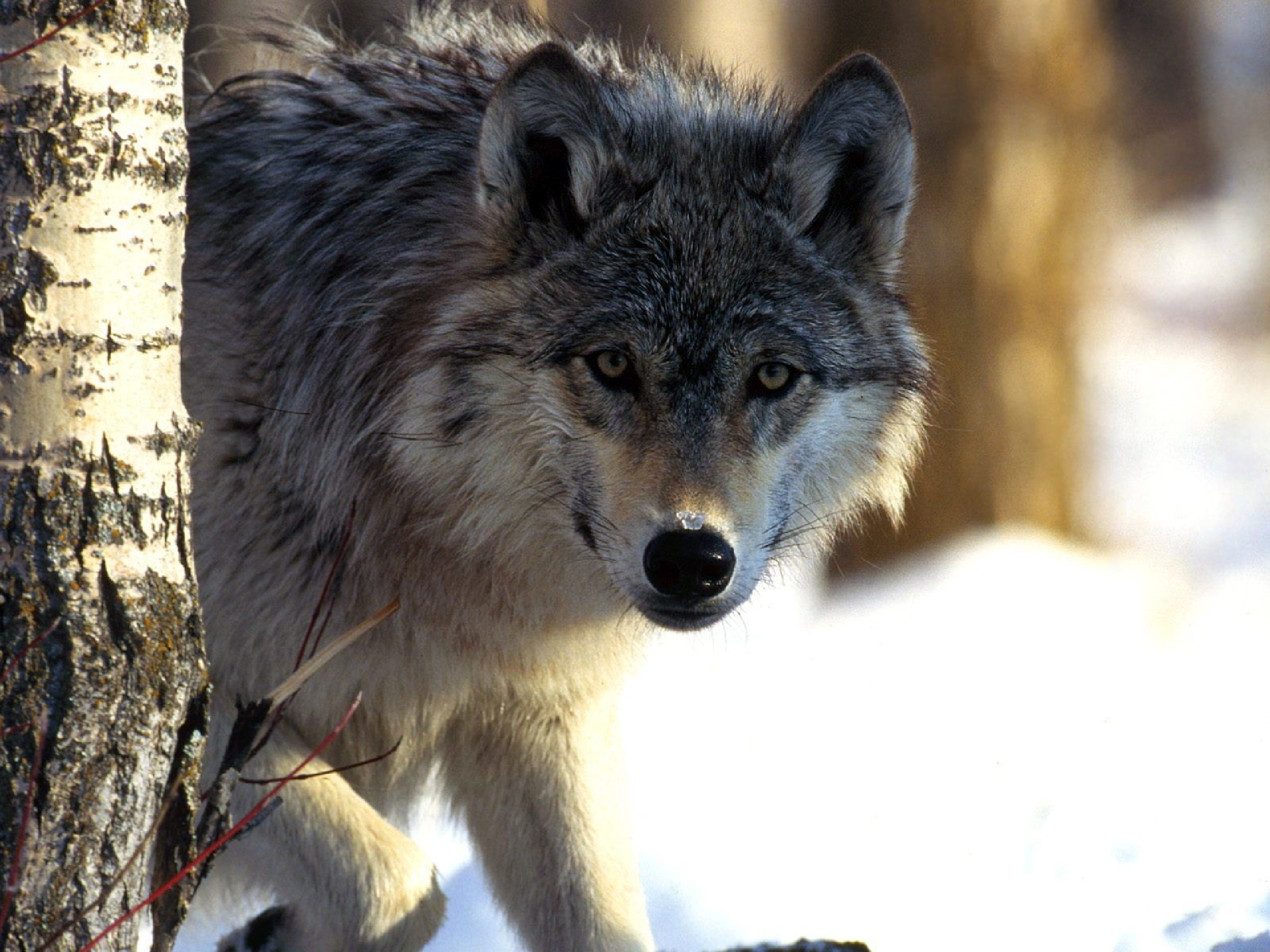 Epic Wolf Wallpaper - HD Wallpaper 