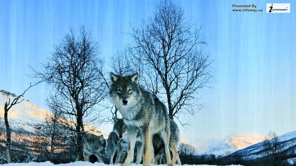 Snow Wolf Wallpaper Animal Hd - Family Wolf - HD Wallpaper 