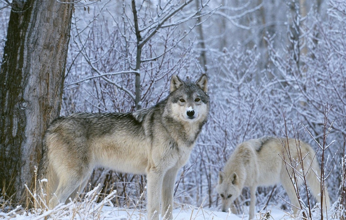 Photo Wallpaper Winter, Look, Snow, Wolf, Wolves - Wolves In Winter Forest - HD Wallpaper 