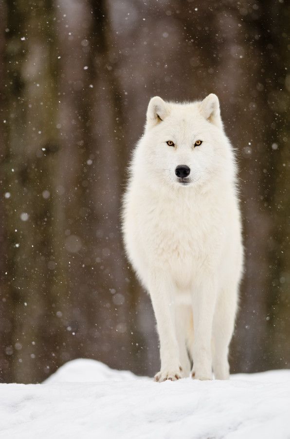 Amazing Wolf Pictures & Backgrounds - White Wolves - HD Wallpaper 