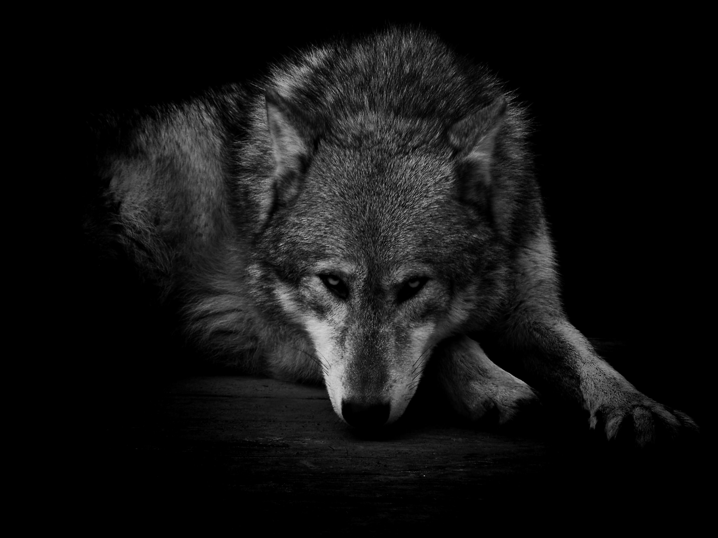 2756x2067, Wolf Wallpaper Lovely Ice Wolf Wallpaper - Grayscale Wolf - HD Wallpaper 