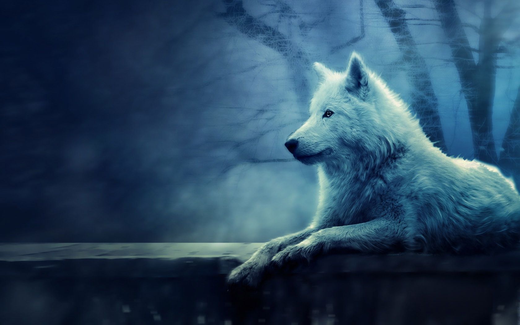 Download Wolf Wallpapers Hd - Wolf Never Perform In Circus - HD Wallpaper 