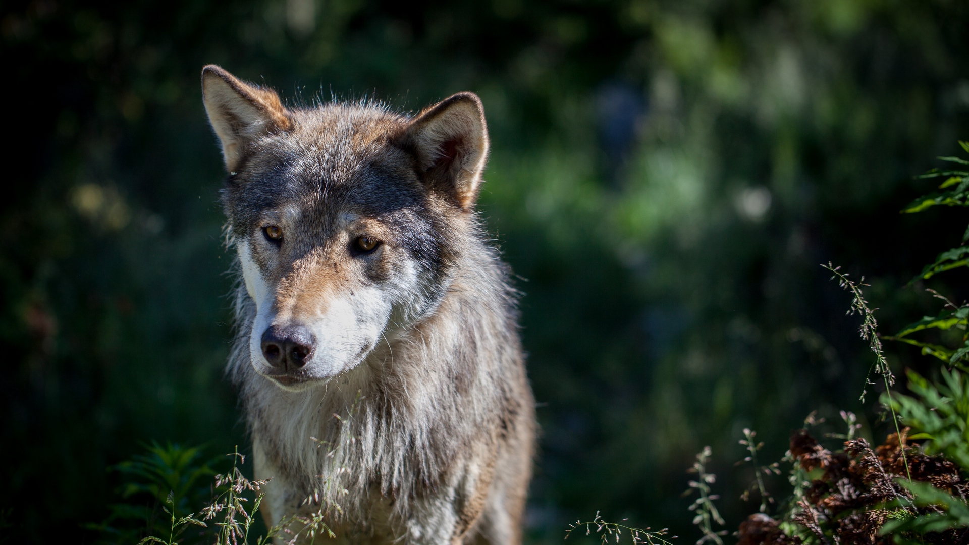 Wallpaper Wolf, Dog, Predator, Wildlife - Wolf - HD Wallpaper 
