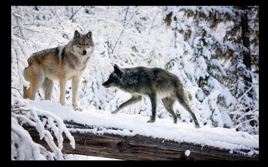 Sfondi Hd Lupi 3d - HD Wallpaper 