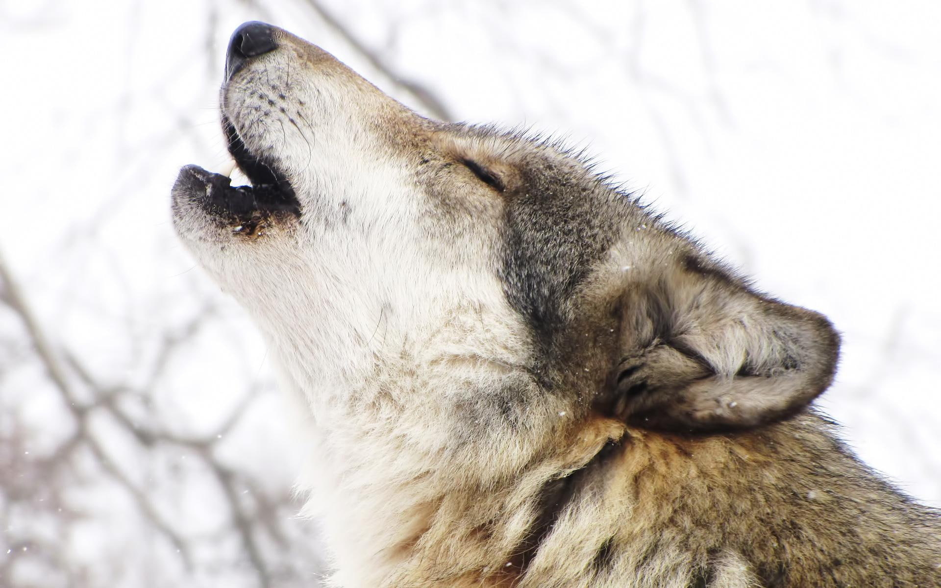 Wolf 1080p Howling - HD Wallpaper 
