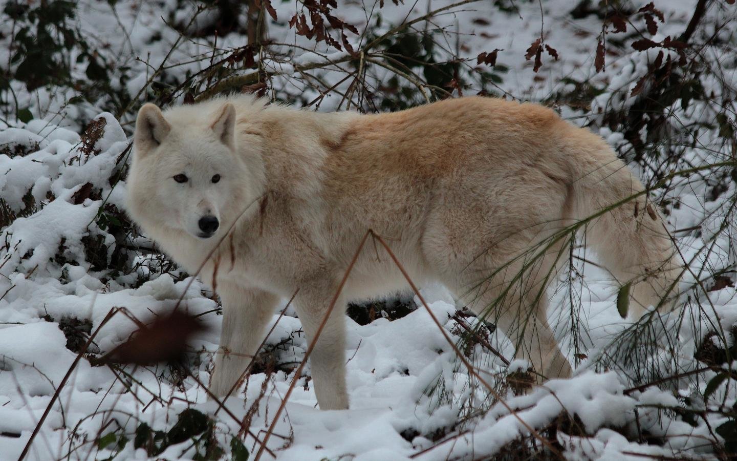 Best White Wolf Background Id - Canis Lupus Tundrarum - HD Wallpaper 
