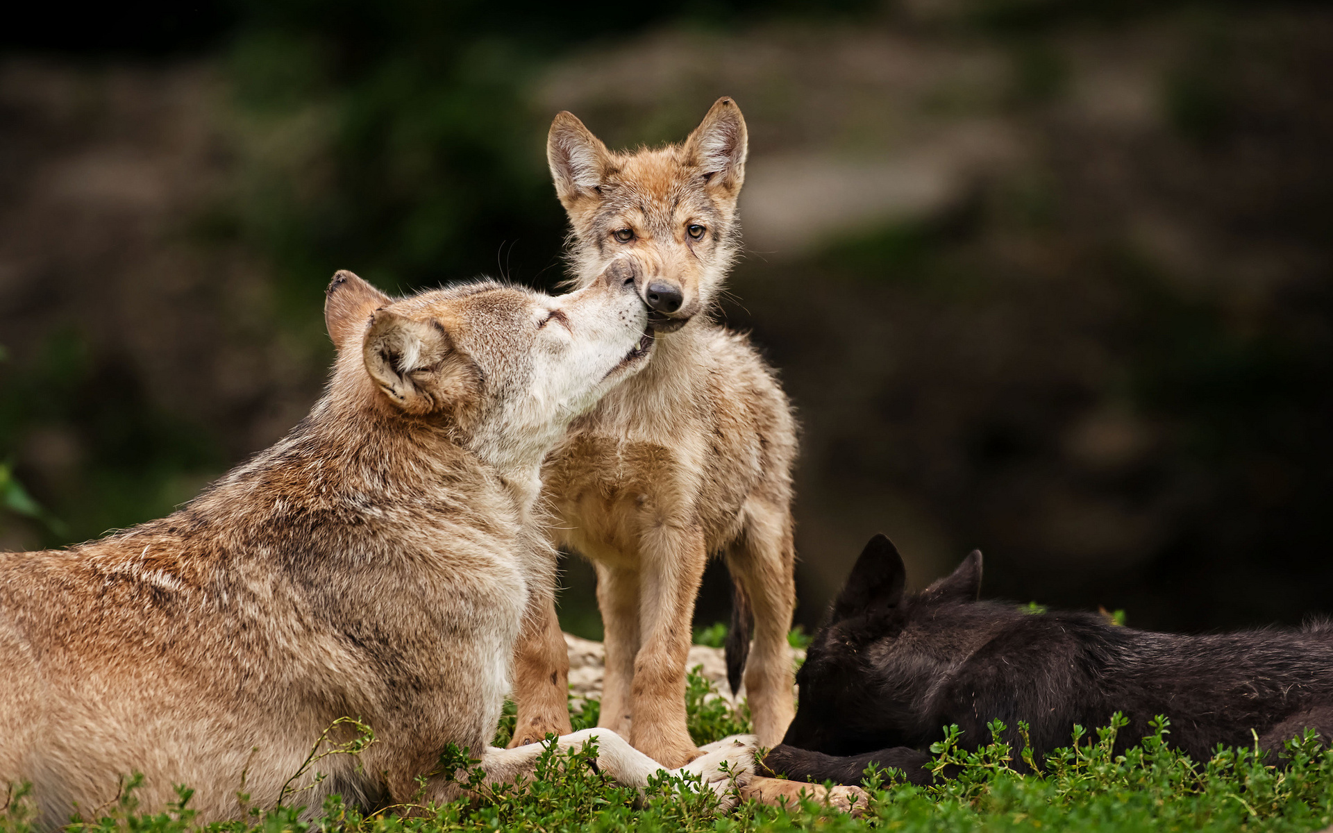 Cute Wolf Picture Wallpaper - Baby Wolf With Mother - HD Wallpaper 