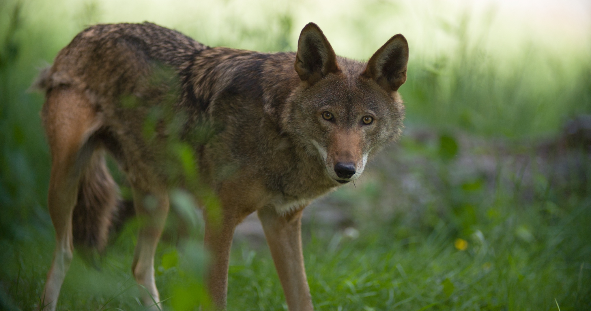 Red Wolf Wallpapers - Red Wolf - HD Wallpaper 
