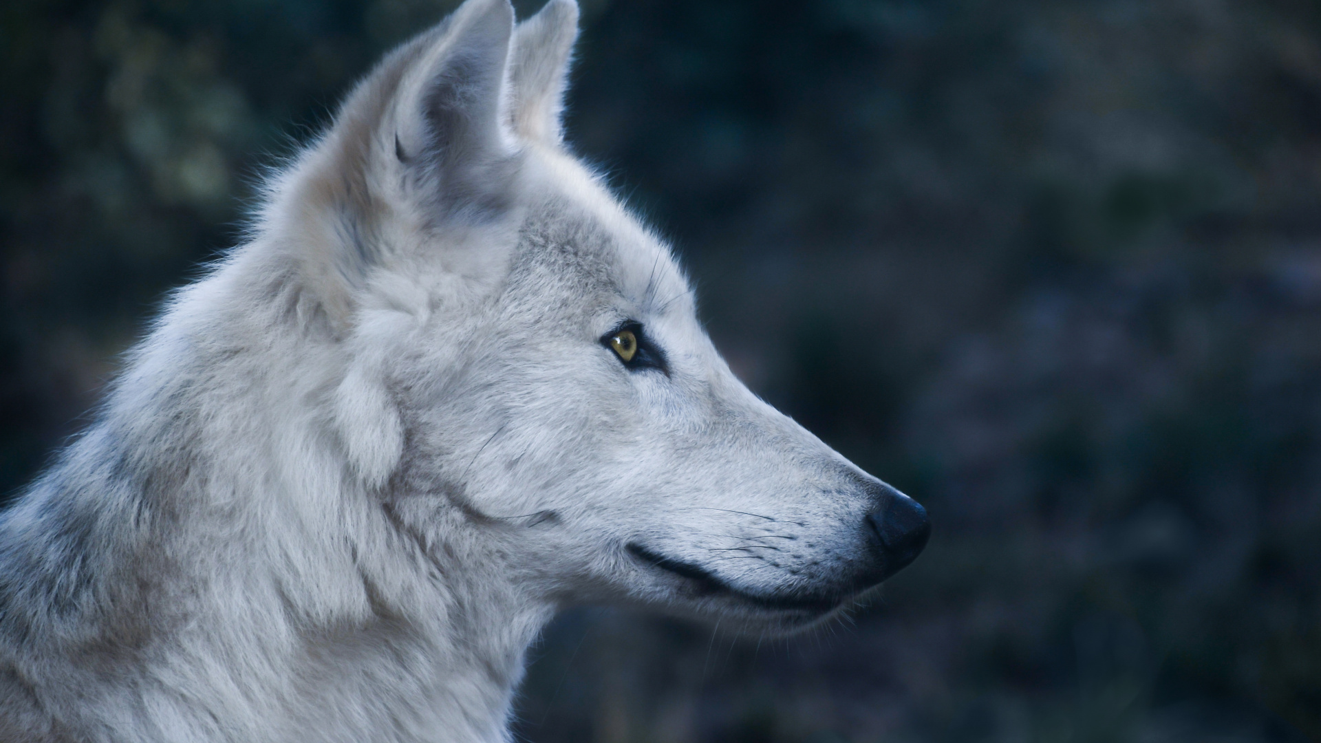 Wolf, Predator, Wild Animal, Muzzle, Wallpaper - White Wolf Head - HD Wallpaper 