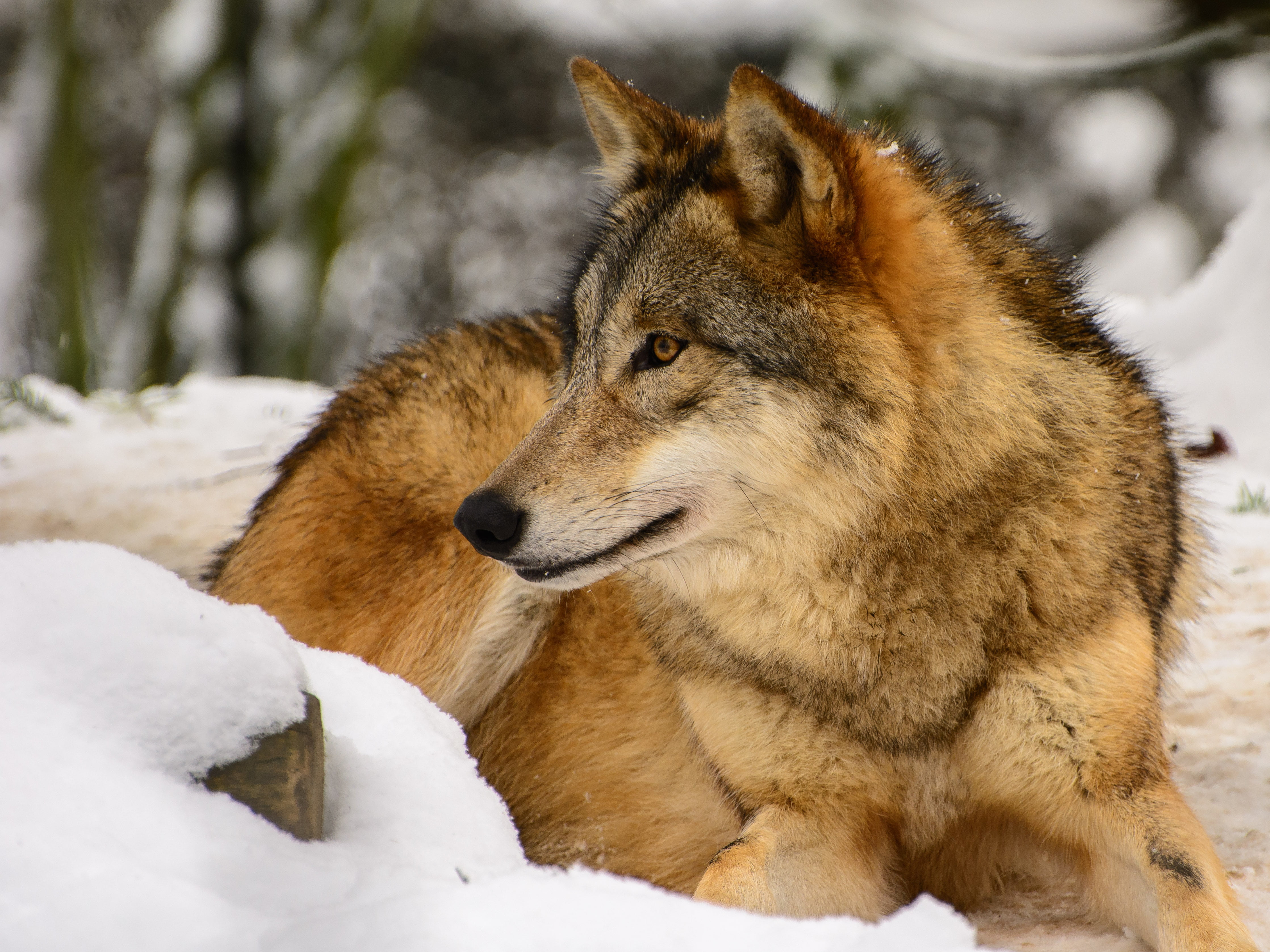 Snow Wolf Wallpaper - HD Wallpaper 