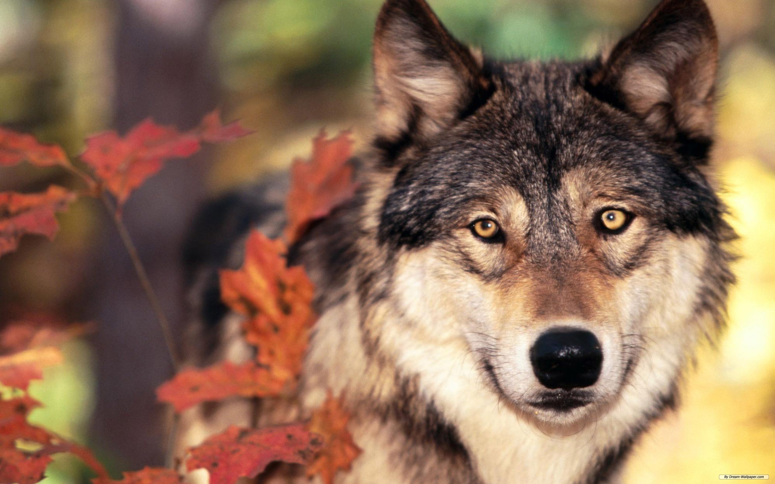 Free Animal Wallpaper - Foxes Emotional - HD Wallpaper 