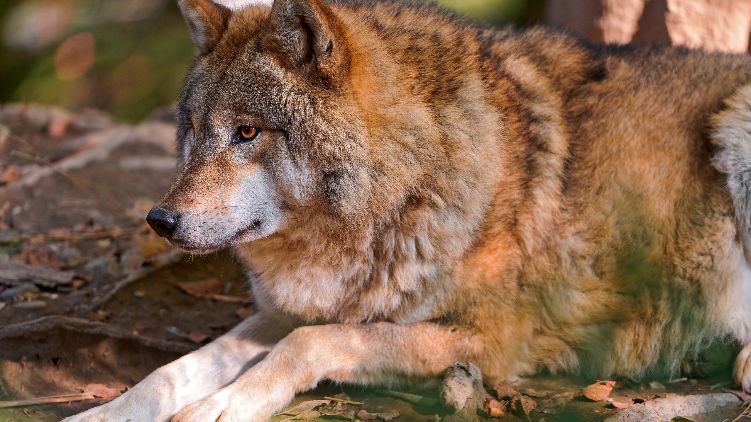 Red Wolf Wallpaper - HD Wallpaper 