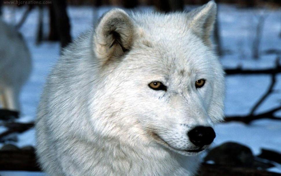 A White Fang Wolf Wallpaper,wolfs Hd Wallpaper,fang - White Fang Wolf - HD Wallpaper 