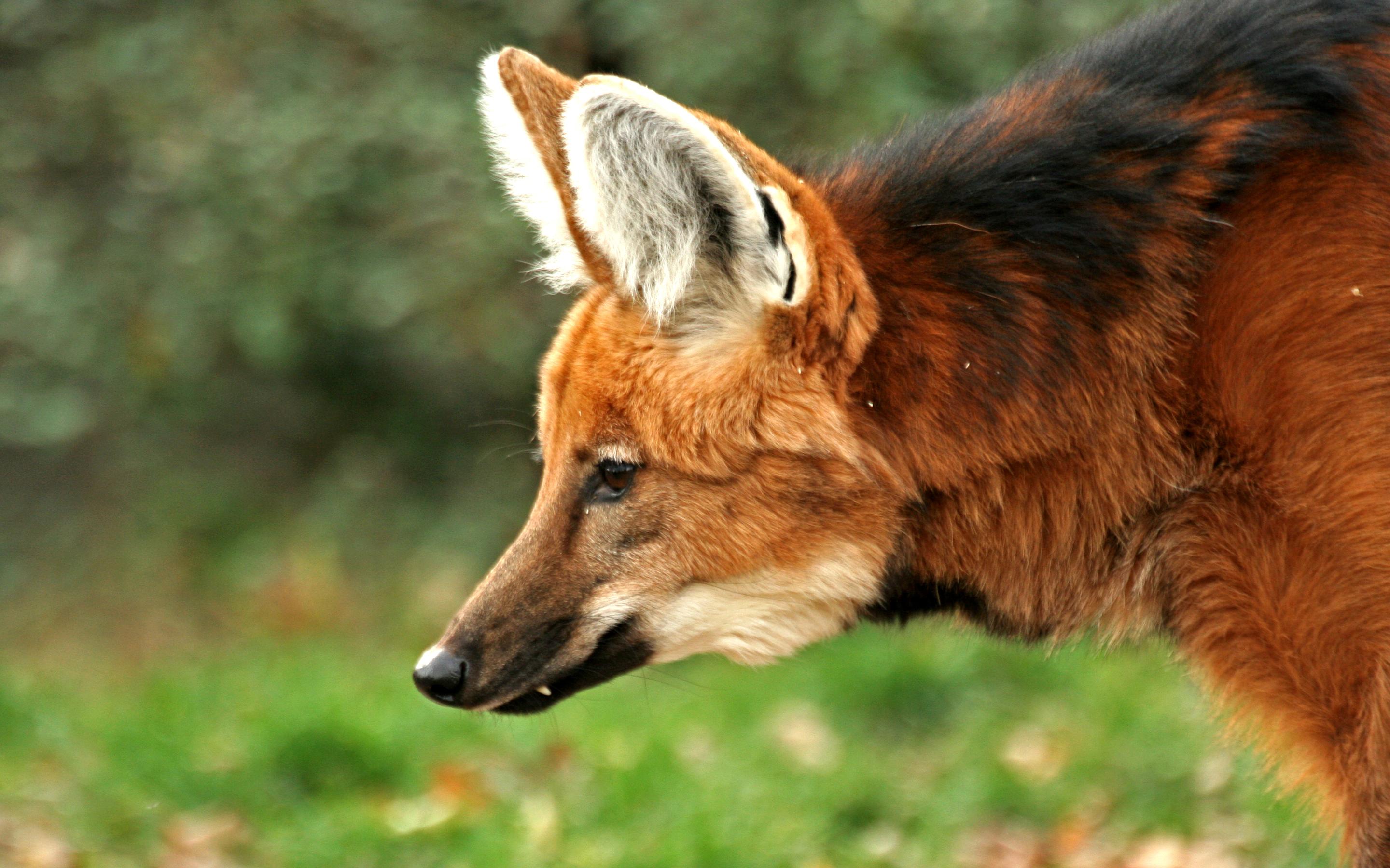 Maned Wolf Profile - HD Wallpaper 
