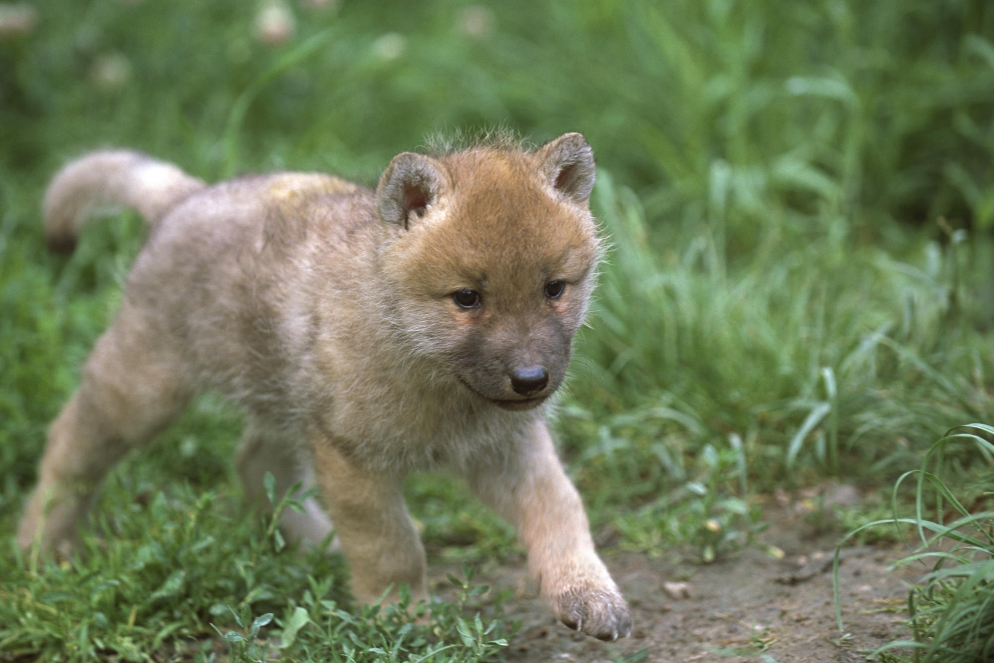 Red Wolf Computer Wallpaper - One Month Old Wolf Pup - HD Wallpaper 