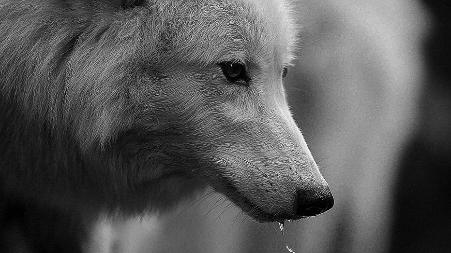 Dire Wolf Background - HD Wallpaper 