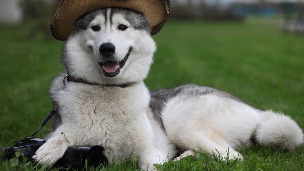 Cute Wolf Puppies Wallpaper - Husky With Cowboy Hat - HD Wallpaper 