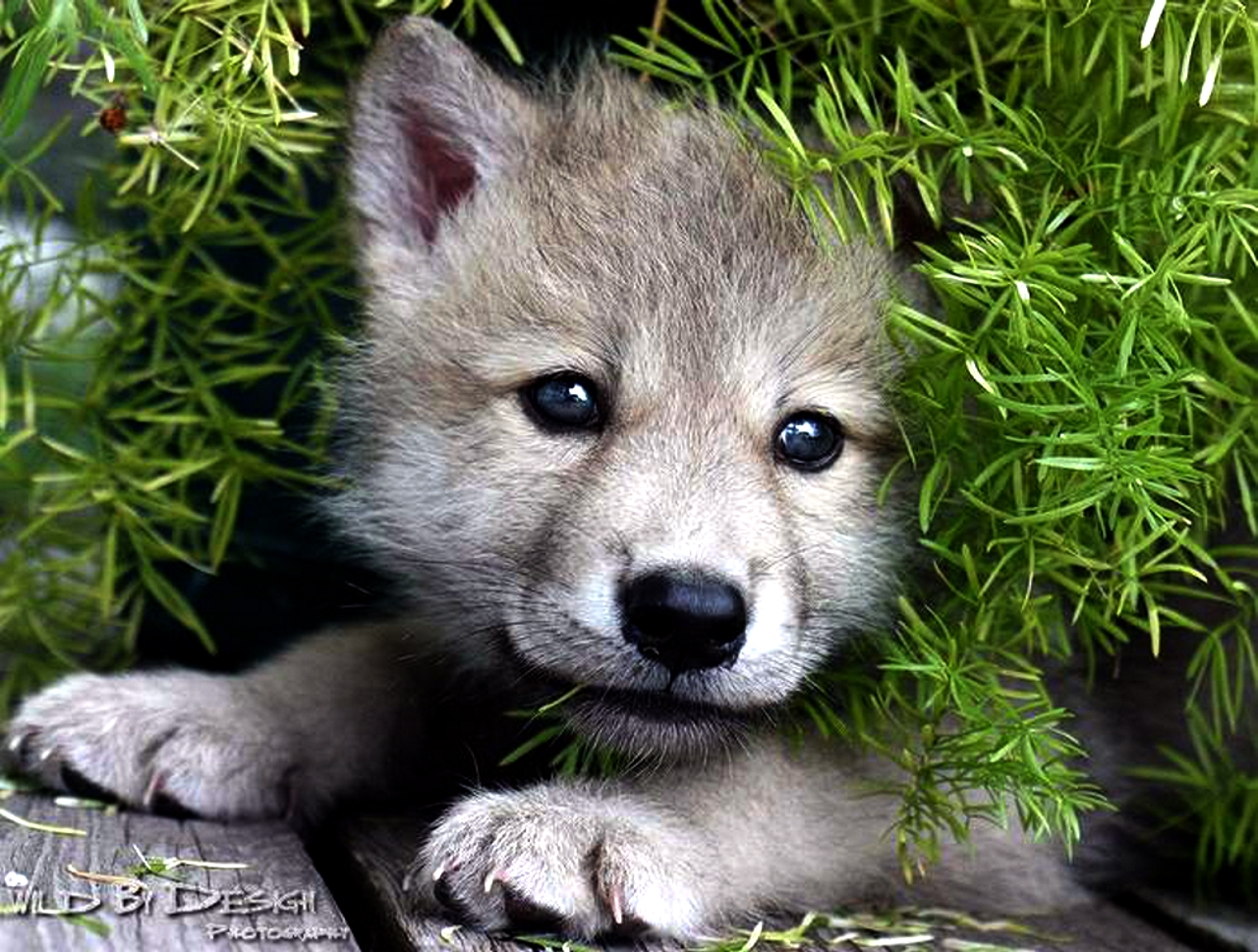 Baby Wolf - HD Wallpaper 