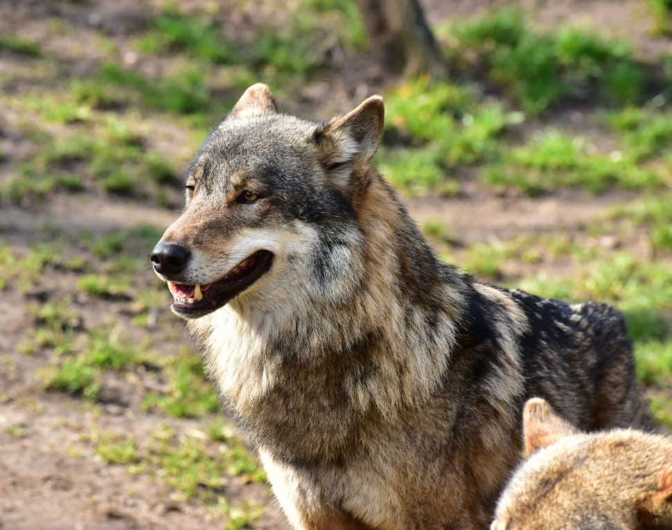 Brown Gray And Black Dire Wolf Preview - Wolf Brown Black And Gray - HD Wallpaper 