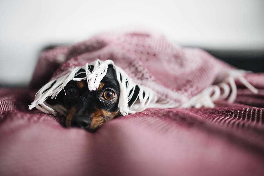 Real Life Courage, The Cowardly Dog, Pet, Puppy, Sweet, - Dog - HD Wallpaper 