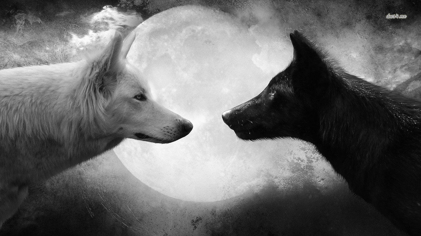 Cool Wolf Pictures Wallpaper - White Vs Black Wolf - HD Wallpaper 