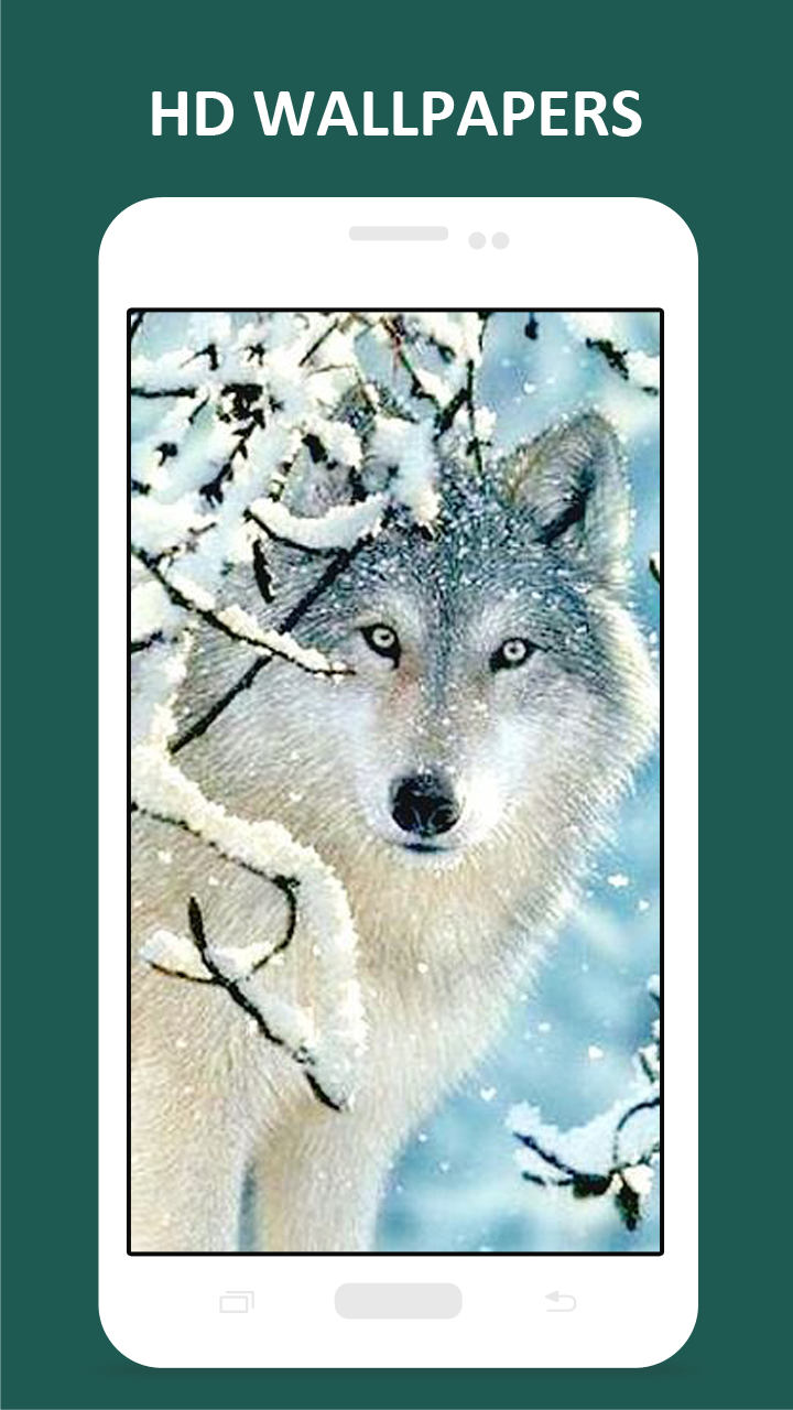 Wolf In Snow - HD Wallpaper 