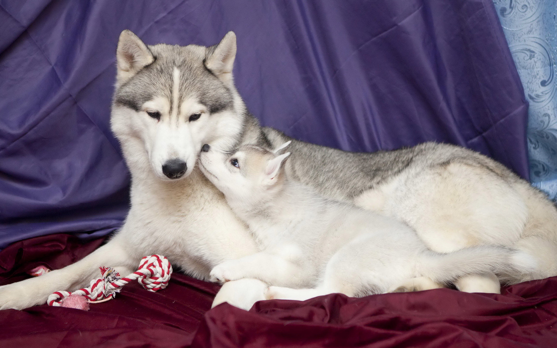 Puppy With Mum - 1920x1200 Wallpaper - teahub.io