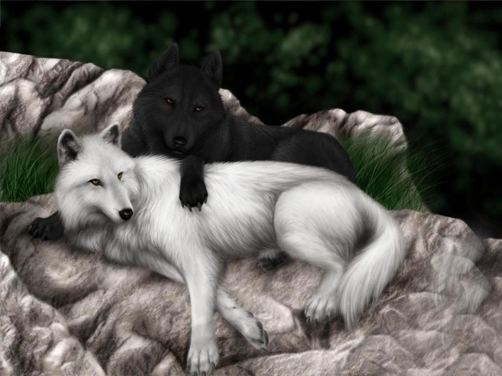 Desktop Pics Wolfs Wallpaper - HD Wallpaper 