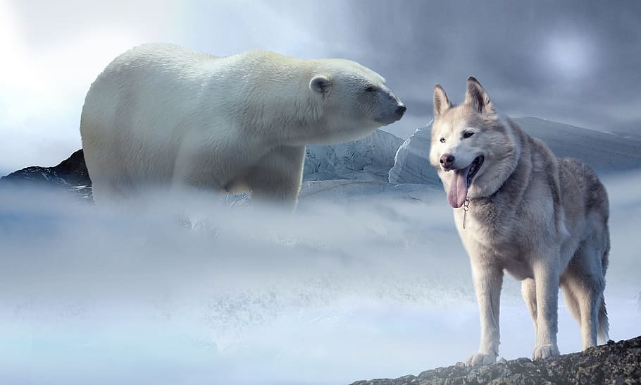 Polar Bear And Wolf, Ice, Snow, Bear, Wolf, Husky, - HD Wallpaper 