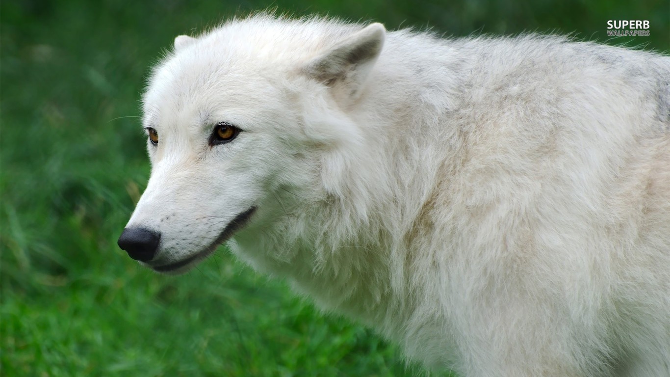 Related Pictures Wallpaper Wolf Gray Scary Abstract - HD Wallpaper 