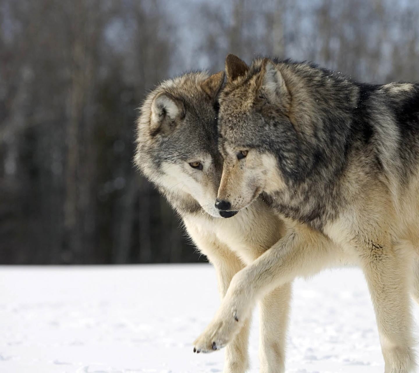 Wallpaper Wolfs - HD Wallpaper 