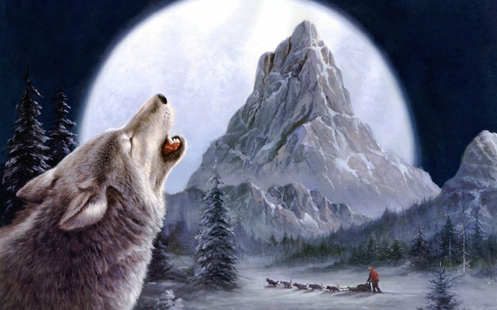 Desktop Wolf Face Picture Wallpaper - HD Wallpaper 