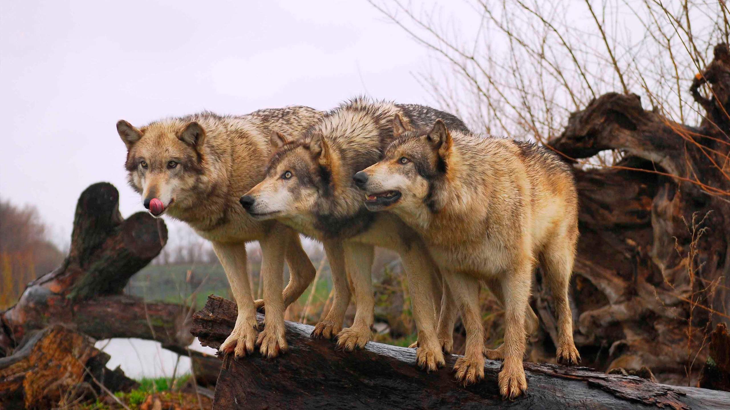 Wallpaper - HD Wallpaper 