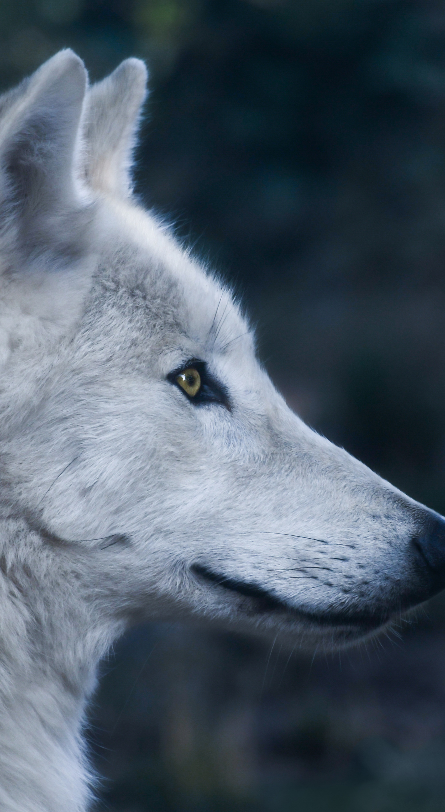 Wolf, Predator, Wild Animal, Muzzle, Wallpaper - HD Wallpaper 