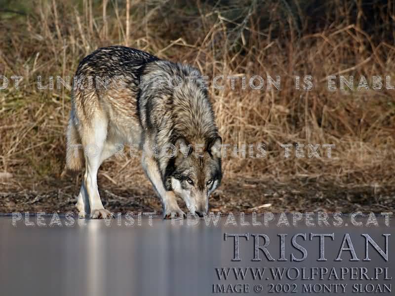 Tristan Sniffing The Ice Wolf Pups Wolves - Wolves Sniffing - HD Wallpaper 