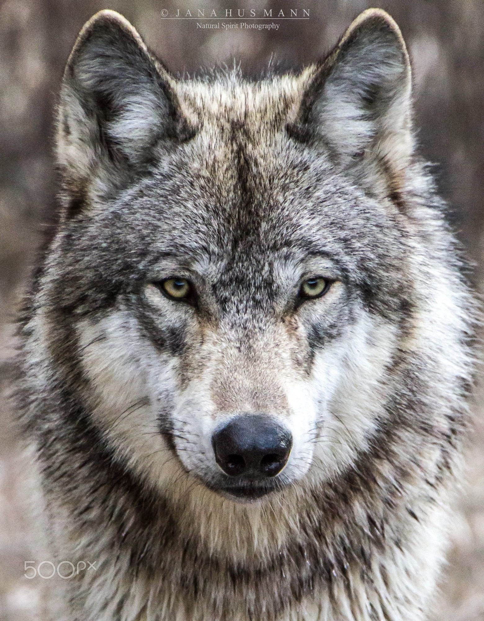 Wolf Face Wallpaper - HD Wallpaper 