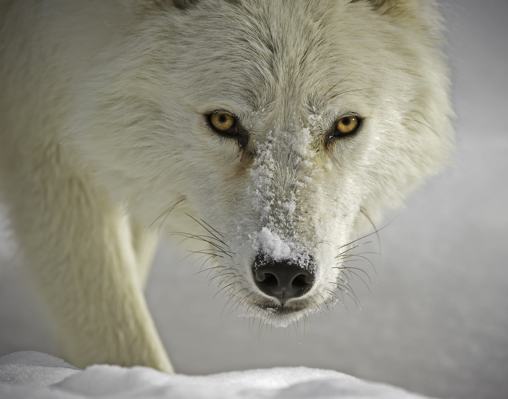 White Wolf In Snow - HD Wallpaper 