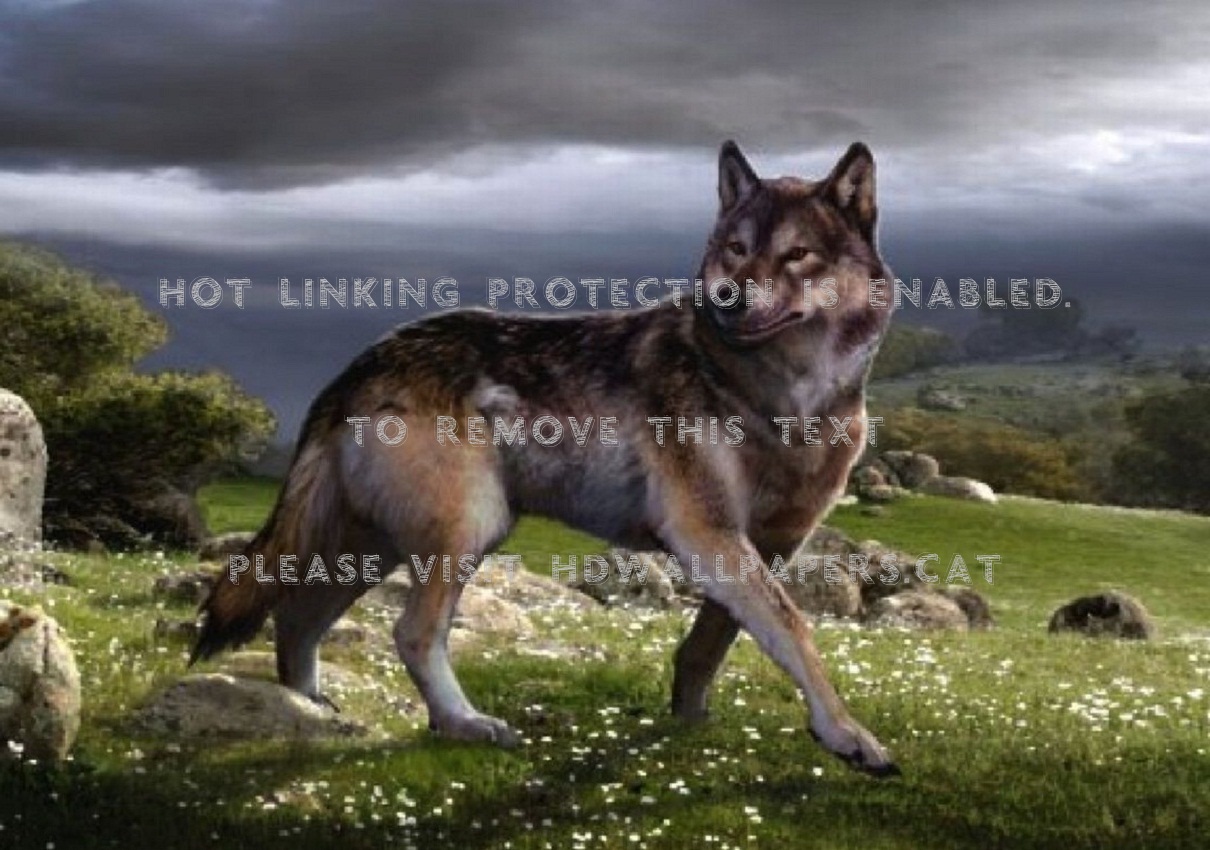Dire Wolf Canidae Carnivora Dirus Animals - Sulimov Dog - 1210x850 Wallpaper  