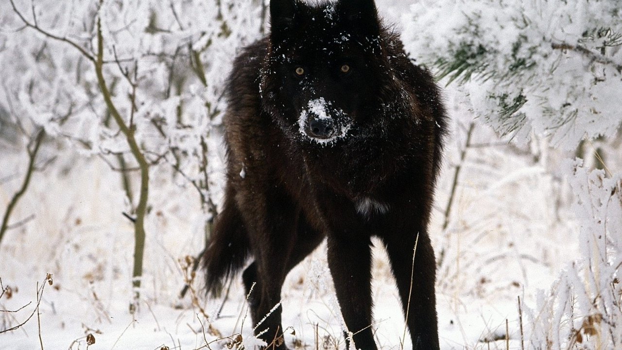 Facebook Cover Photo Wolf - HD Wallpaper 
