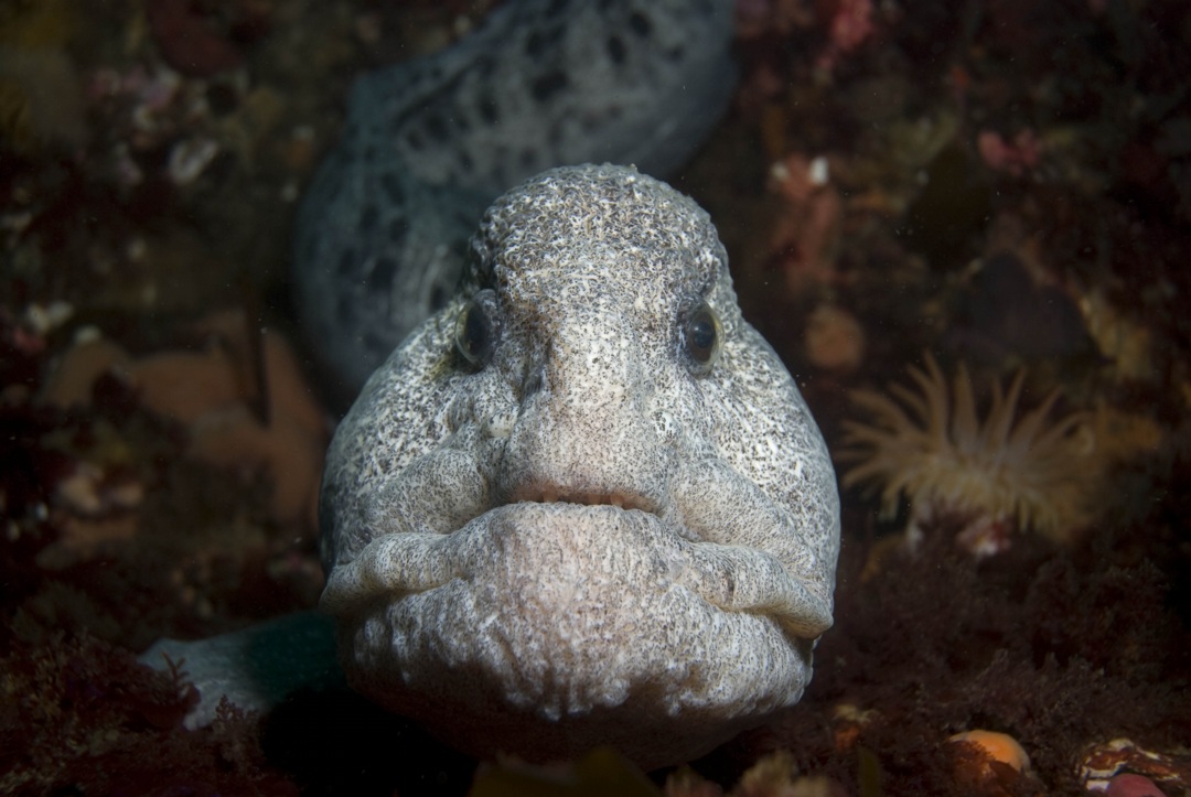 Wolf-eel Face Wallpaper - Wolf Eel Face - HD Wallpaper 