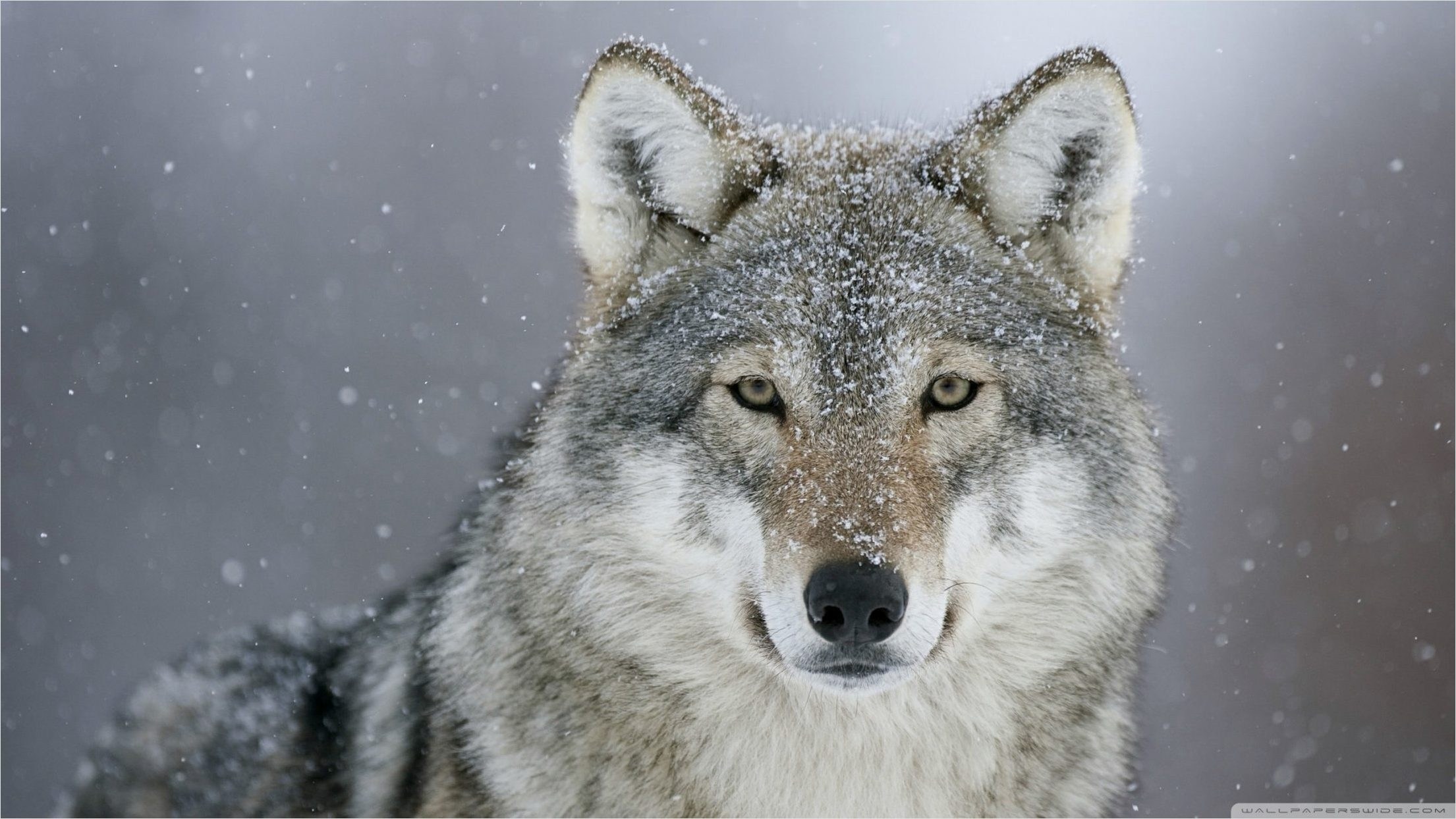 Wolf Mobile Wallpaper - HD Wallpaper 