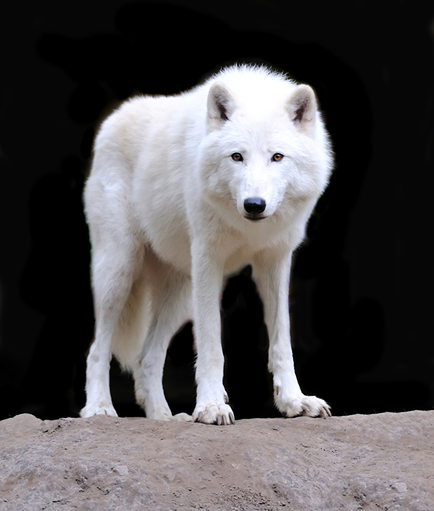 White Wolf - HD Wallpaper 