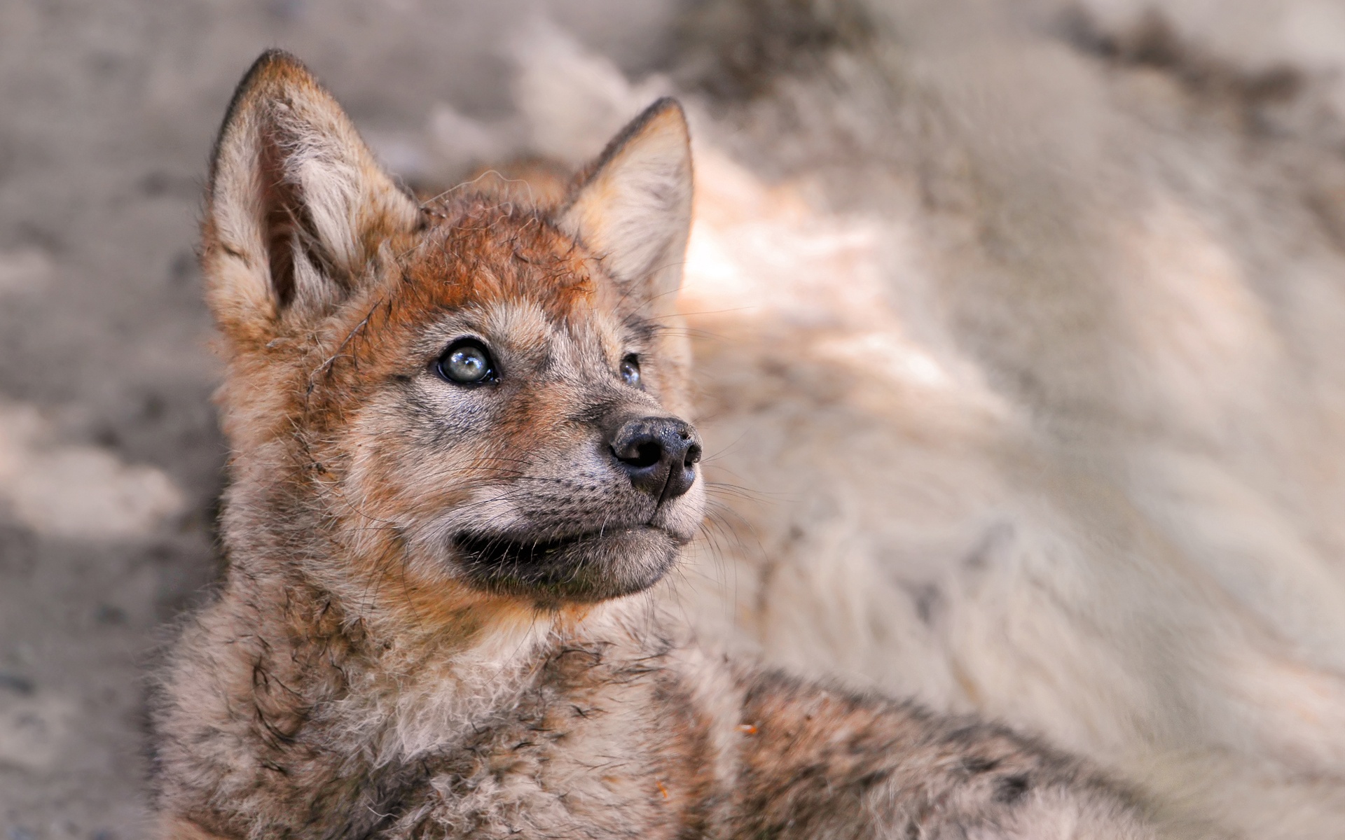 Cute Male Wolf Pup - Male Brown Wolf Pup - HD Wallpaper 